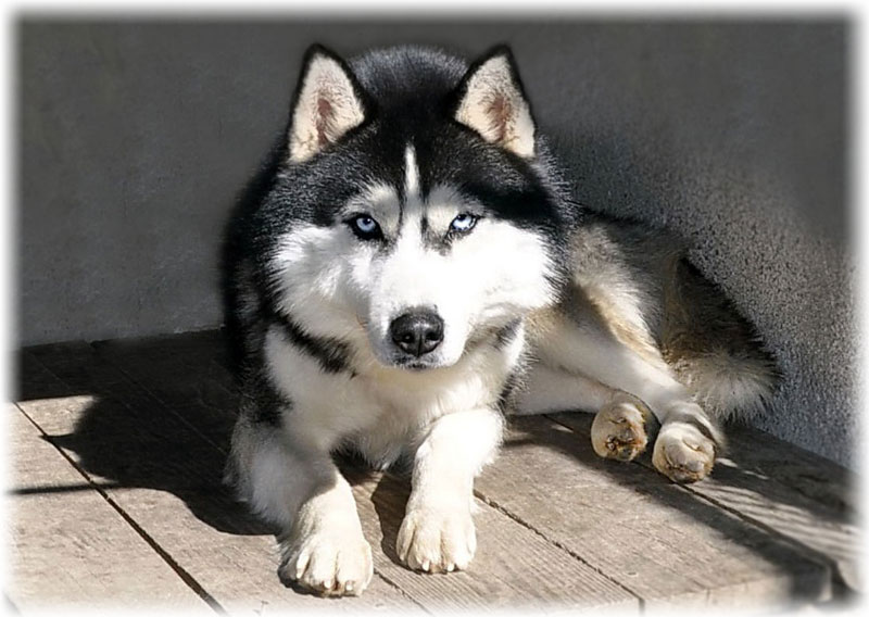 собаки сибирские хаски фото