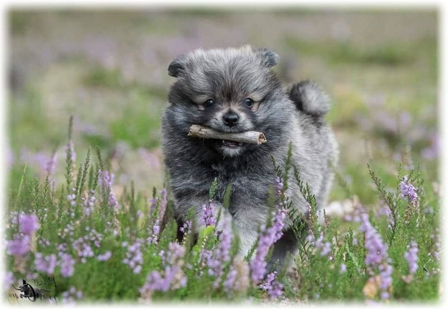 Собака немецкий шпиц бежит среди цветов