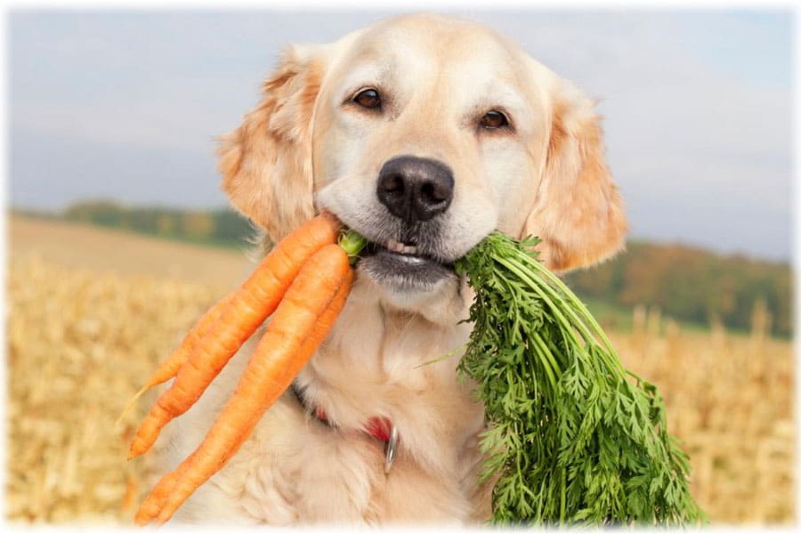 В каких продуктах содержится витамин в для собак thumbnail