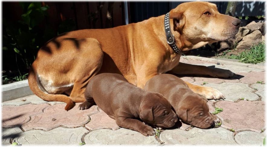 Мама и щенки американского питбультерьера греются на солнце