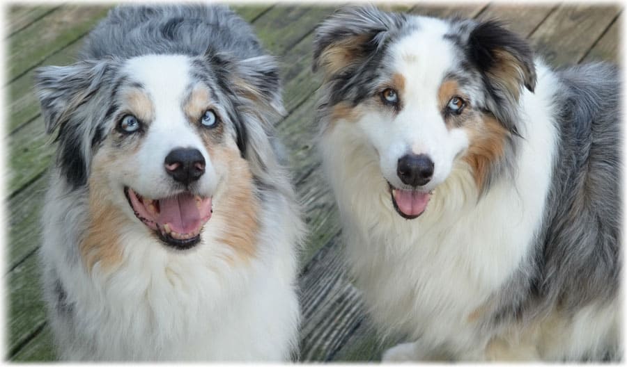 Собаки одинаковых окрасов