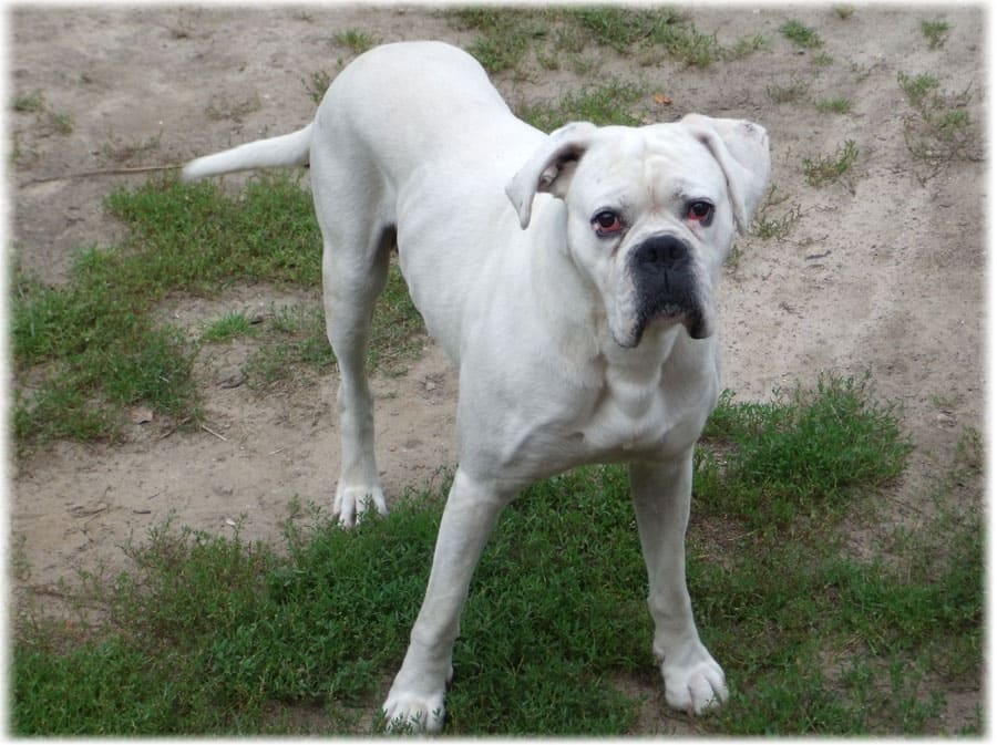 Немецкий боксер собака: фото, характеристика, описание породы, отзывы, видео