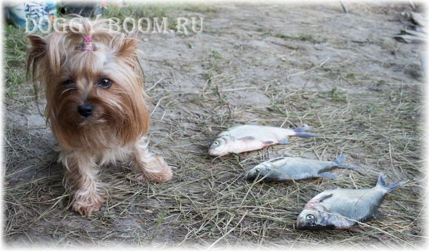 Сырая рыба - запрещенная пища для собак