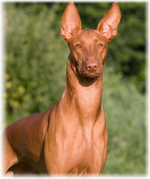 Картинки по запросу фараонова собака фото