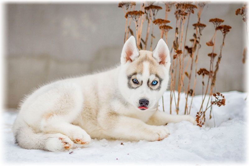 Белый окрас щенка с голубыми глазами