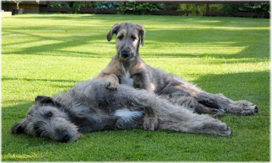 Мама и щенок ирландского волкодава отдыхают на газоне