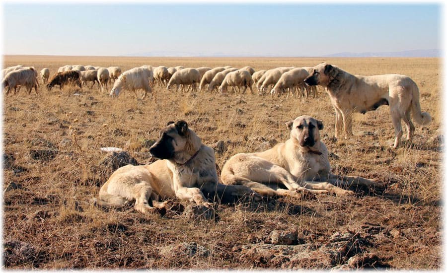 Анатолийская овчарка на охране стада овец