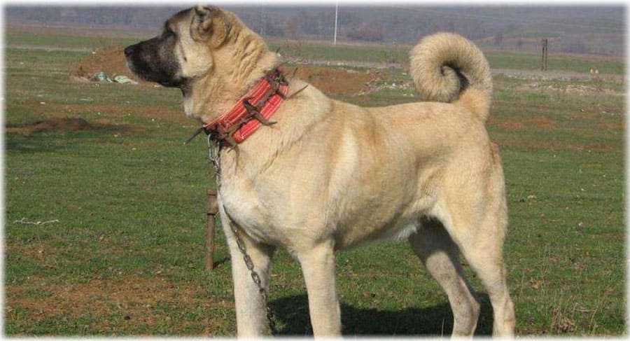 Ошейник с шипами на собаке для защиты от волка