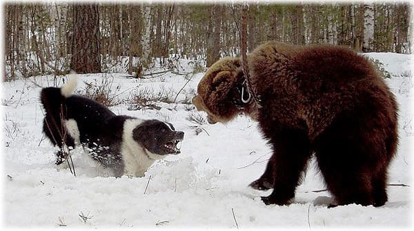Карельская медвежья собака против медведя