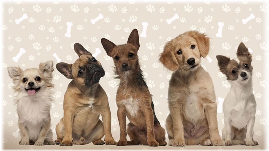 Декоративные собаки породы фото и названия – картинки комнатных собачек