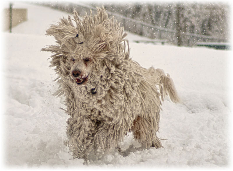 Собака комондор бежит по снегу