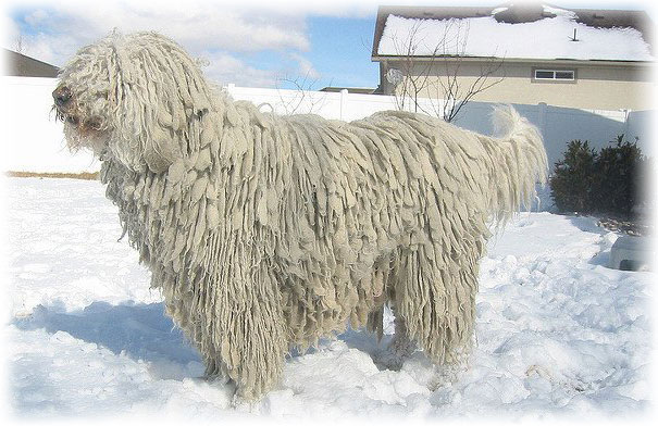 Венгерская пастушья овчарка зимой на прогулке