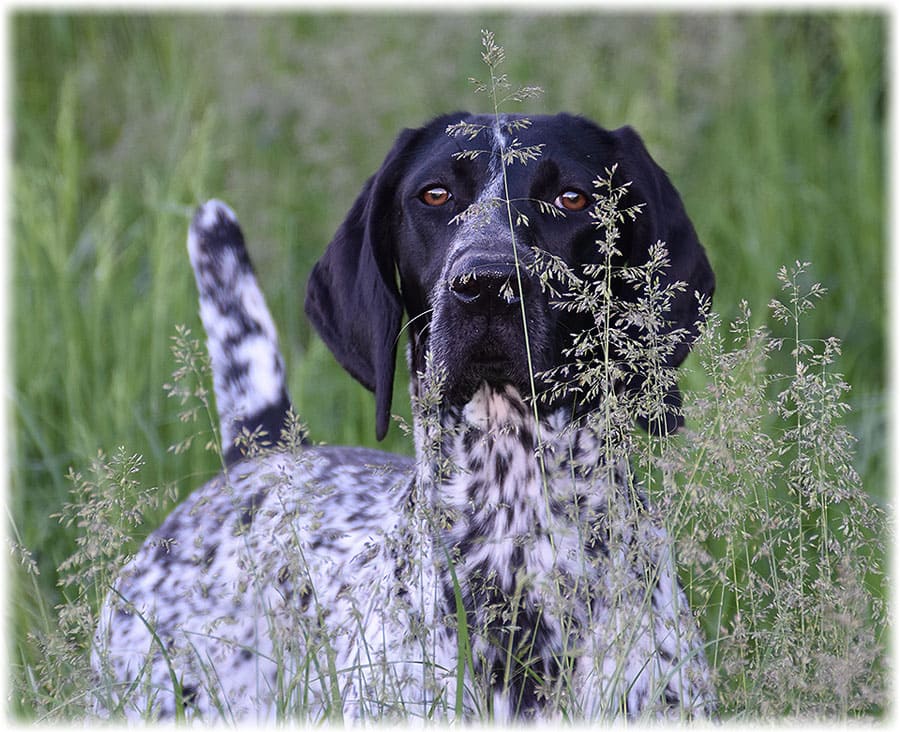 Взгляд собаки из высокой травы