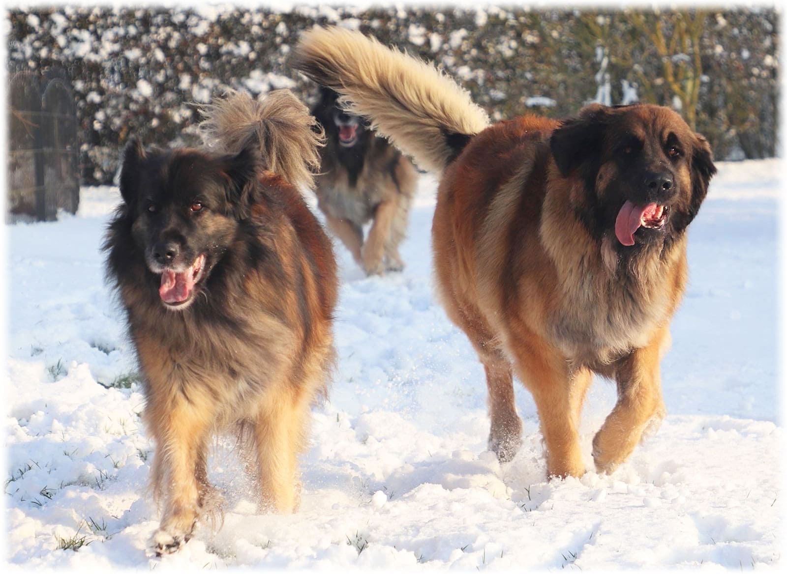 Зимние прогулки собак