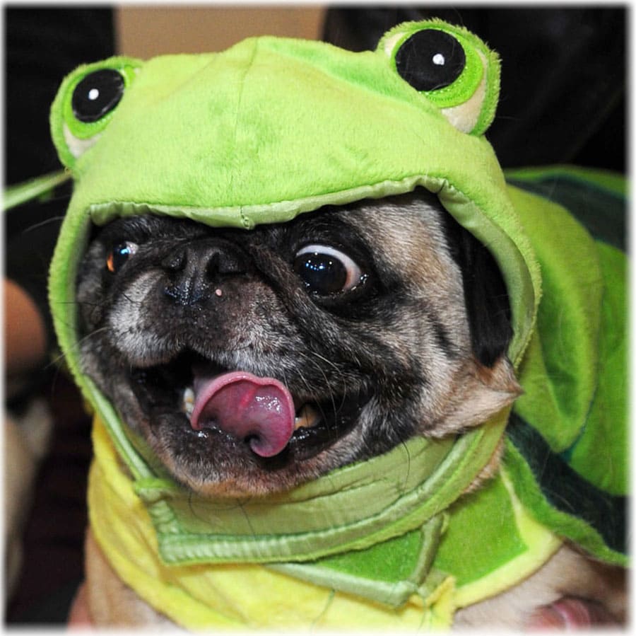 Собака в одежде жабы