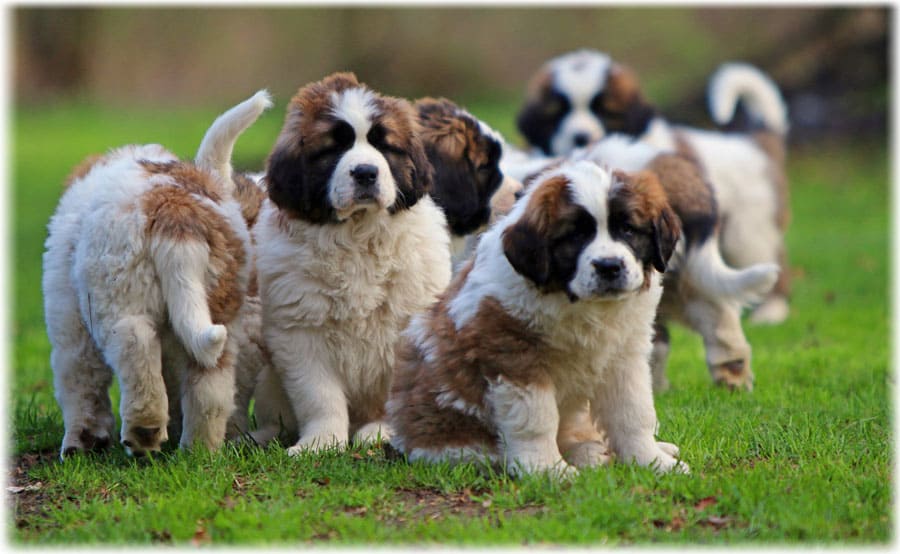 Радостные щенки московской сторожевой собаки