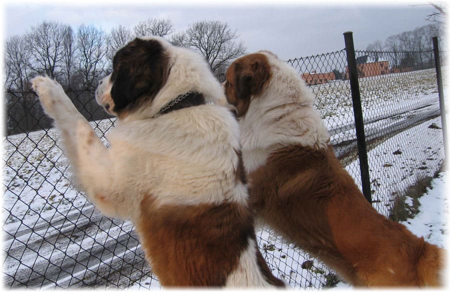 Московские сторожевые собаки встречают хозяина
