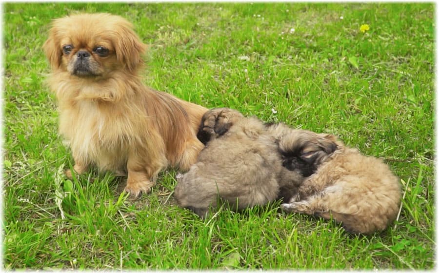 Мама со щенками пекинеса
