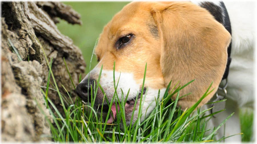 Где собаки нельзя есть траву