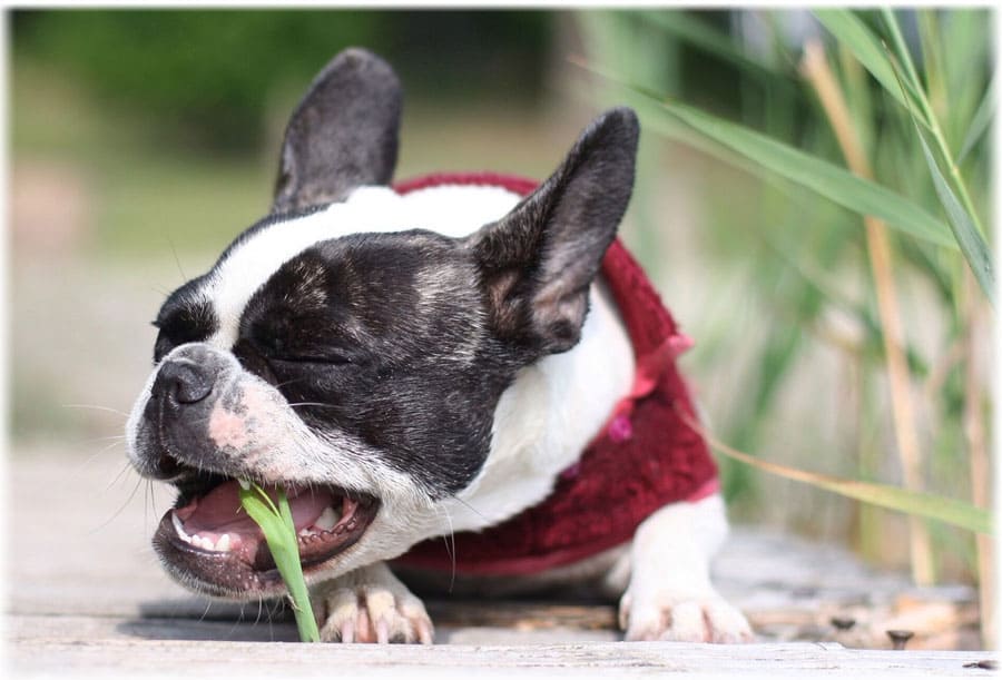 Что делать, если собака ест траву
