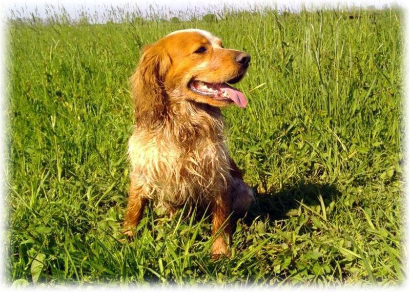 Веселая собака на траве
