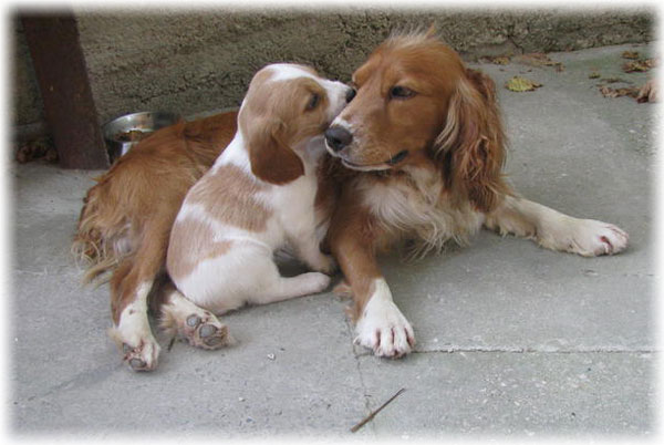 Мама и щенок рыжего цвета