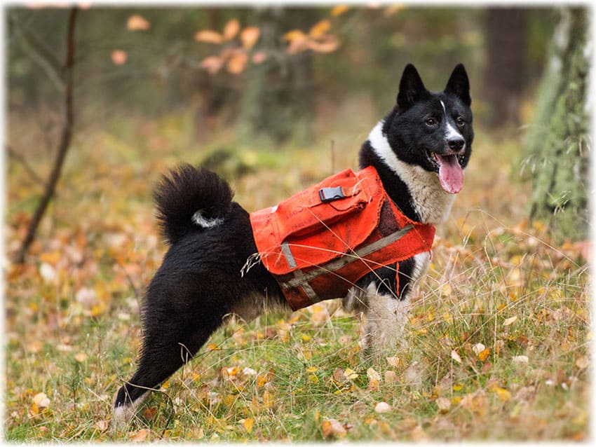 Русско-европейская лайка собака-спасатель