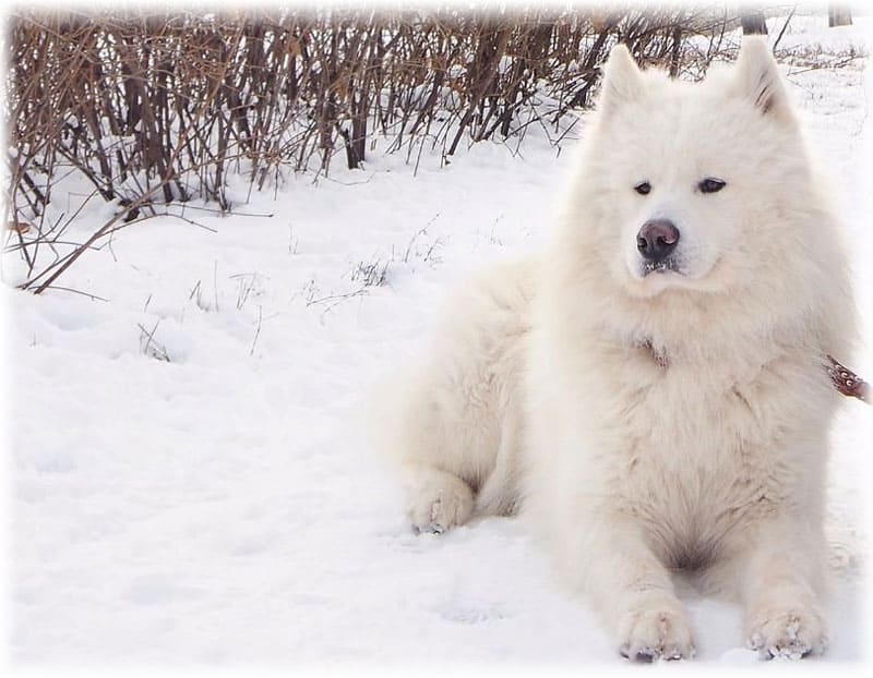 Самоедской собаки лежать на снегу не холодно