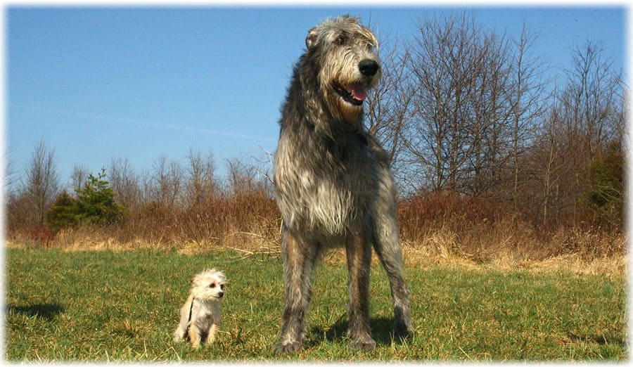 Топ самые большие породы собак в мире