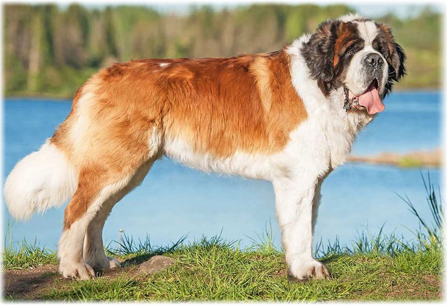 сенбернар собака описание породы и характера