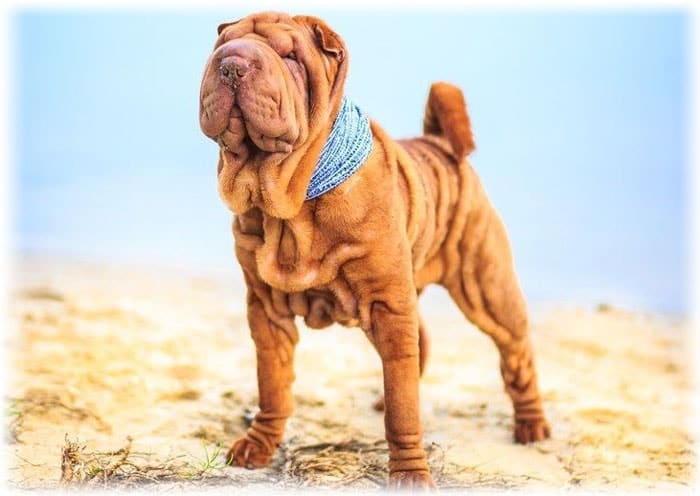 Собака стоит на песку