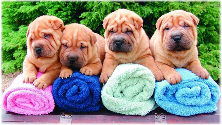 Щенки шарпея на разноцветных махровых полотенцах
