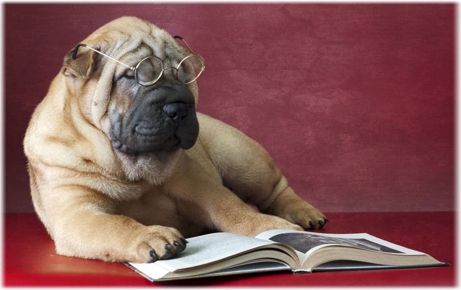 Шарпей в очках читает книжку