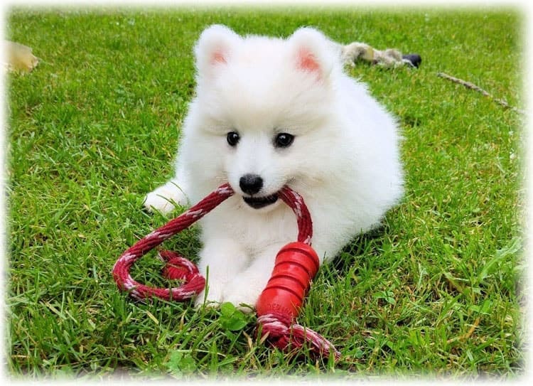 Белая собака с красной игрушкой