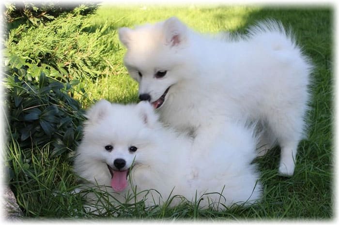 Две собаки играются на траве