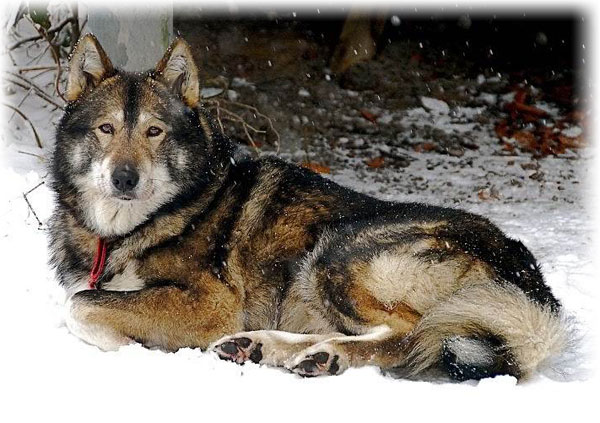 Западно сибирская лайка с внешностью волка и преданным сердцем собаки